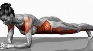 plank muscle