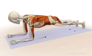 plank anatomy abs