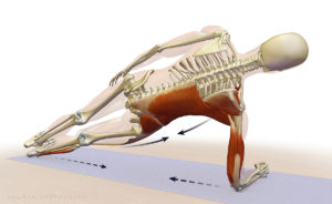 plank anatomy