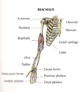 brachalis anatomy 