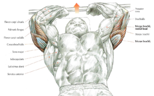 triceps extension anatomy version