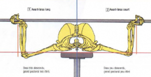 bench press morphology