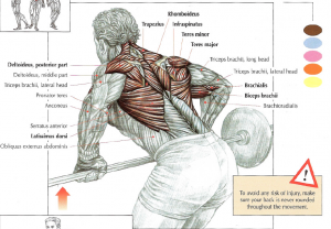 barbell bent rows