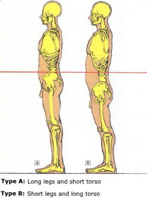 anatomy body squat morphology knee big belly