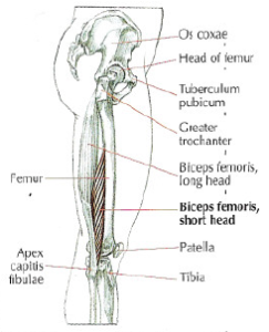 anatomy biceps femoris short head monoarticular