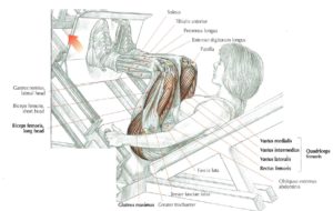 angled leg press anatomy