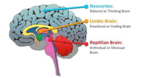 reptilian limbic neocortex brain