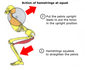 hamstring muscle anatomy tear squat