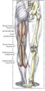 anatomy leg hamstrings leg curl