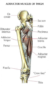 adductor muscle thigh