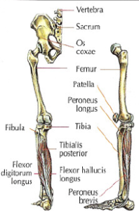 muscle involve extension foot triceps surae