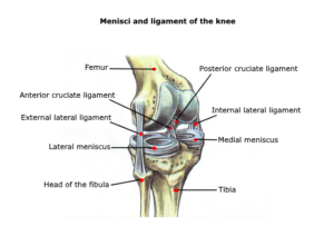 knee anatomy meniscus ligament