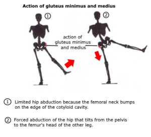 hip mobility abduction
