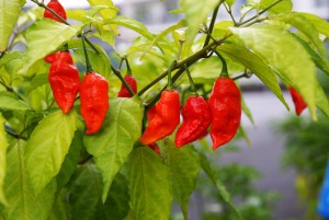 Bhut Jolokia Ghost peppers