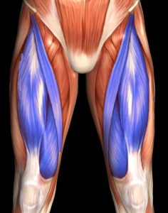 quadriceps