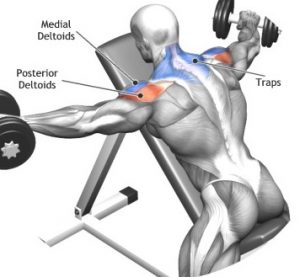 Dumbbell Lying Rear Lateral Raise