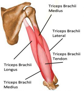 triceps pushdown