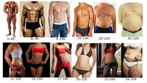 bodyfat percentage