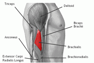 brachialis