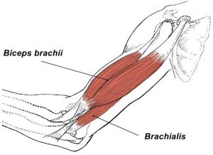 biceps brachii brachialis