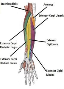 forearms, extensor carpi radialis longus brevis digitorum digiti minimi ulnaris joints