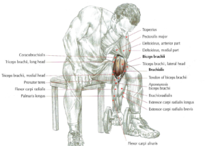dumbbell concentration curls anatomy 