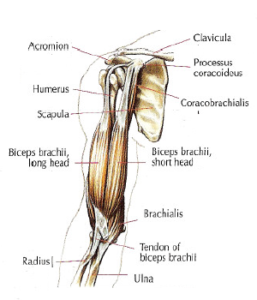 biceps anatomy