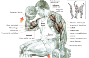 dumbbell curl anatomy