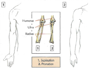 arm supination pronation anatomy