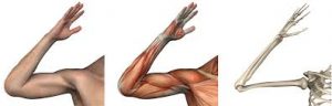 elbow morphology