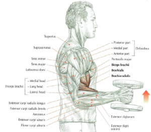 hammer curls anatomy