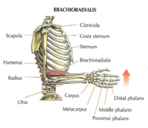 arm anatomy brachioradialis