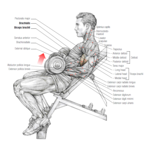 incline dumbbell curls