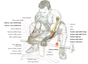 reverse barbell wrist curls