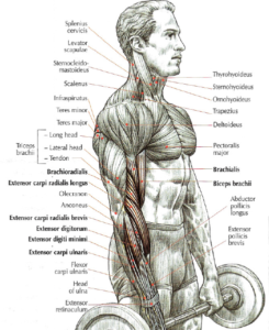 reverse curls anatomy version