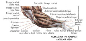 arm anatomy version