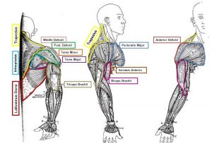 deltoids middle deltoids posterior upper trapezius triceps serratus anterior rhomboids infraspinatus teres minor supraspinatus