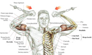 high pulley curls anatomy