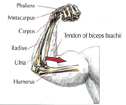 arm biceps anatomy