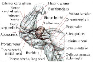 arm biceps anatomy