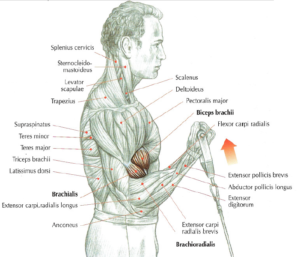 low pulley curls anatomy