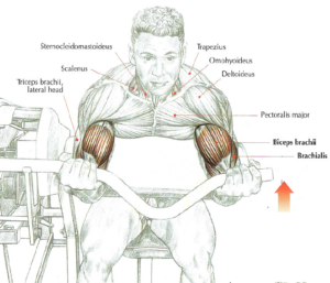 machine curls anatomy arm