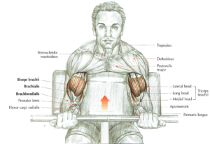 preacher curls anatomy