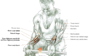 barbell wrist curls anatomy