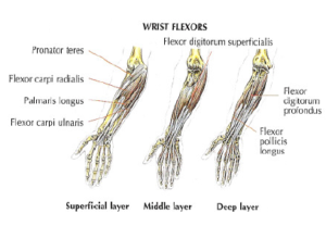 forearms anatomy