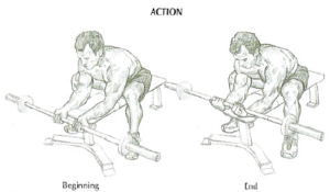 barbell wrist curls anatomy