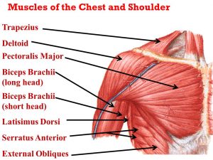chest shoulder muscles