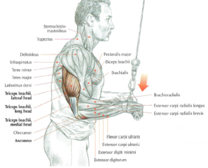 triceps pushdown cable