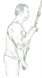 triceps pushdown cable
