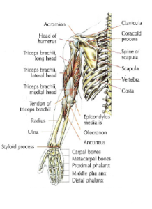 reverse pushdown anatomy arm